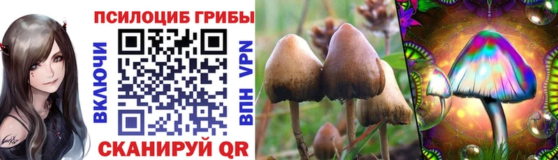 Псилоцибиновые грибы Psilocybe  Ясногорск 